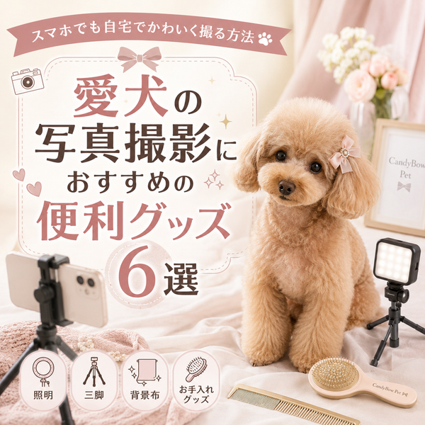 愛犬の写真撮影におすすめの便利グッズ6選｜スマホでも自宅でかわいく撮る方法