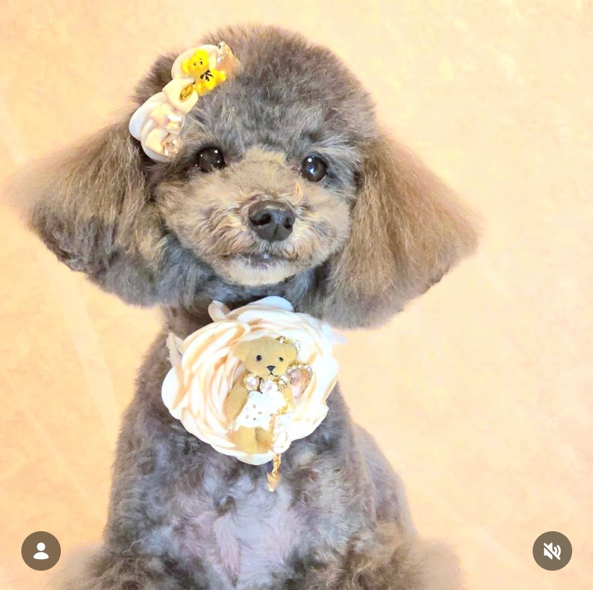 【CB260515】🧸 Milk Tea Teddy Plastic Barrette