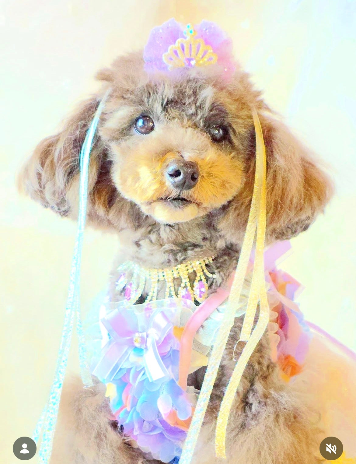 【CB260519】💜 Lilac Tiara Plastic Barrette
