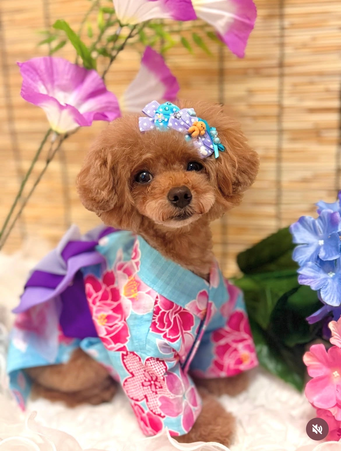 Candy Puppy（キャンディパピー）犬用プラバレッタ CandyBowPet