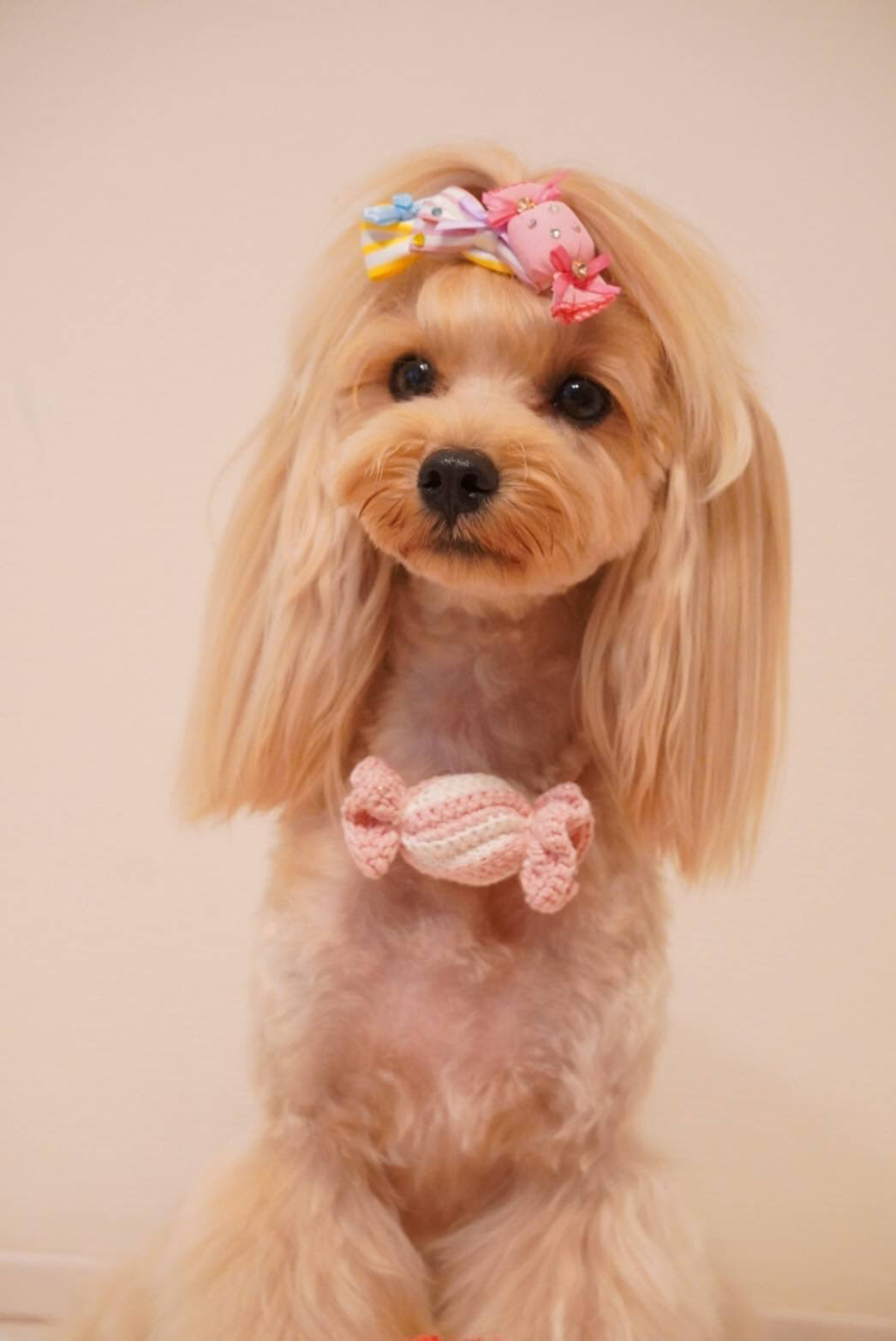 Candy Bonbon（キャンディボンボン）犬用プラバレッタ CandyBowPet