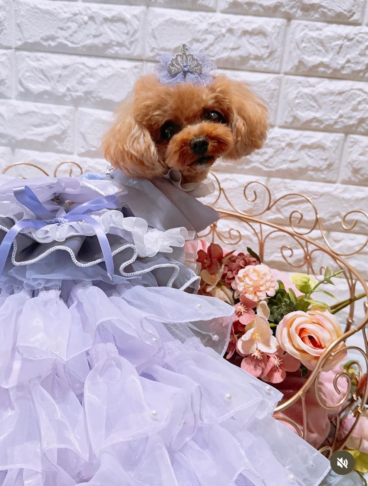 【CB260519】💜 Lilac Tiara（ライラックティアラ）プラバレッタ