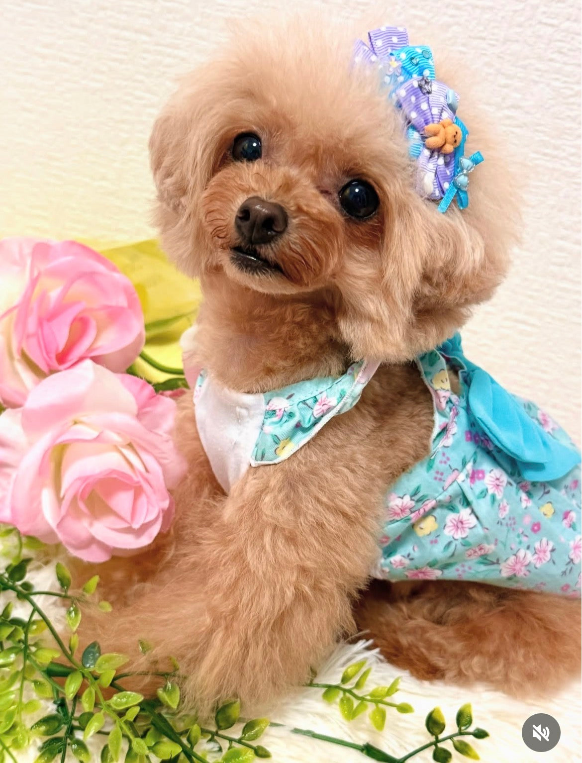 Candy Puppy（キャンディパピー）犬用プラバレッタ CandyBowPet