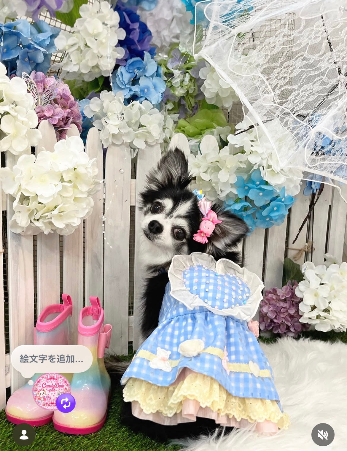 Candy Bonbon（キャンディボンボン）犬用プラバレッタ CandyBowPet