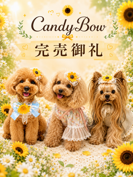 🌻 Sunny Bloom（サニーブルーム）プラバレッタ