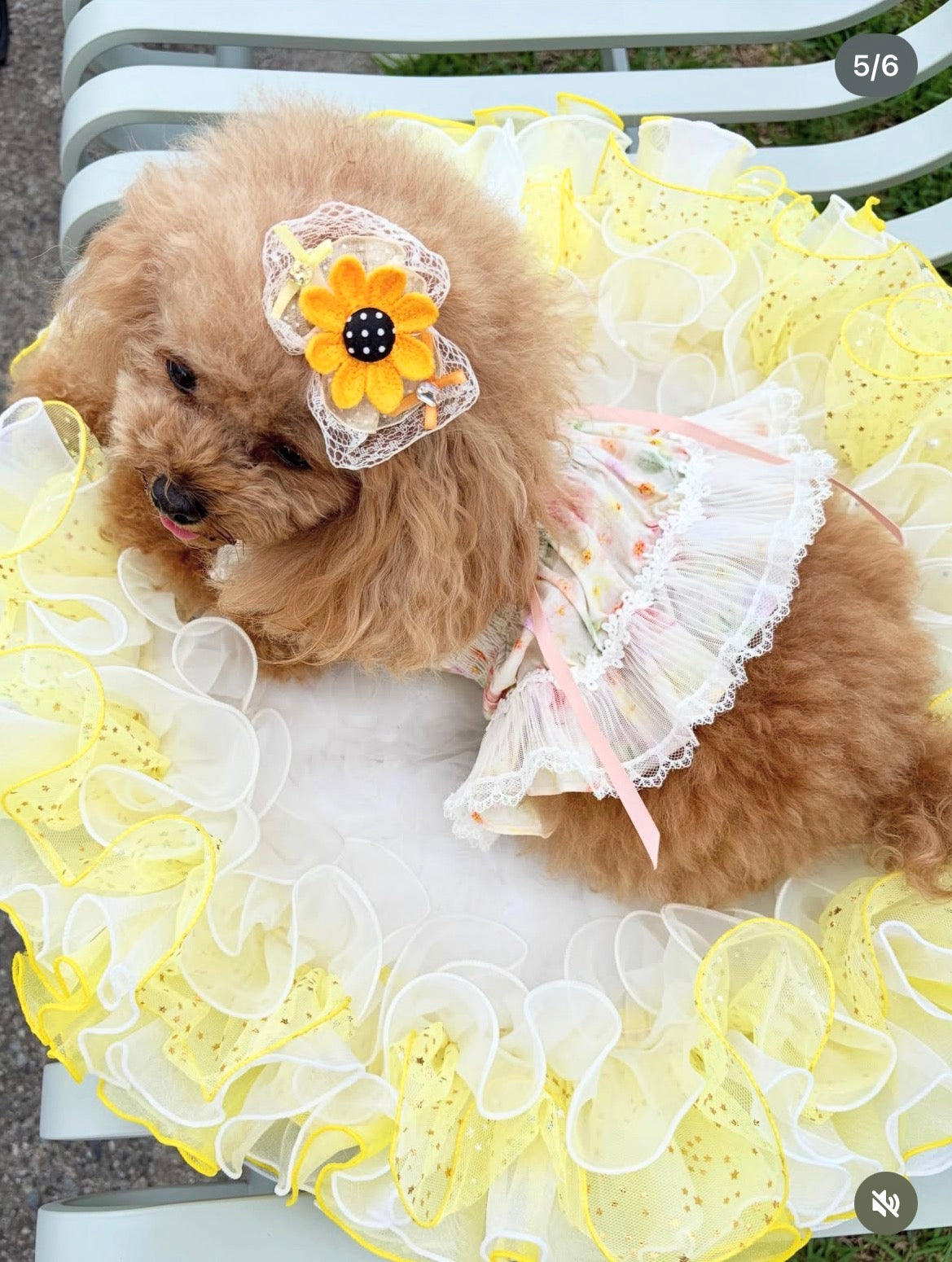 🌻 Sunny Bloom（サニーブルーム）プラバレッタ