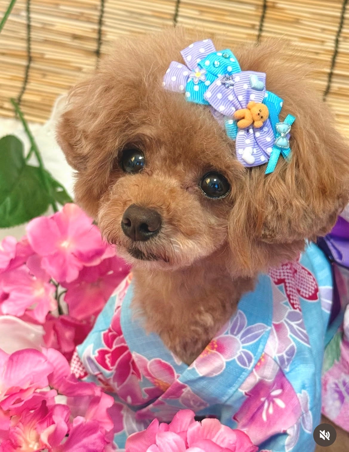 Candy Puppy（キャンディパピー）犬用プラバレッタ CandyBowPet