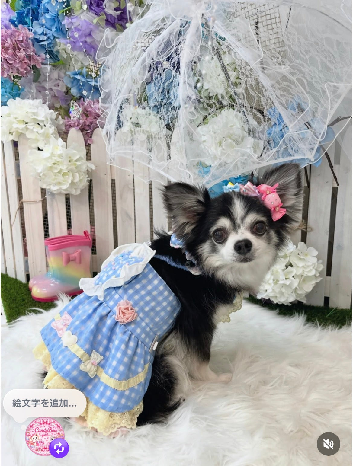 Candy Bonbon（キャンディボンボン）犬用プラバレッタ CandyBowPet