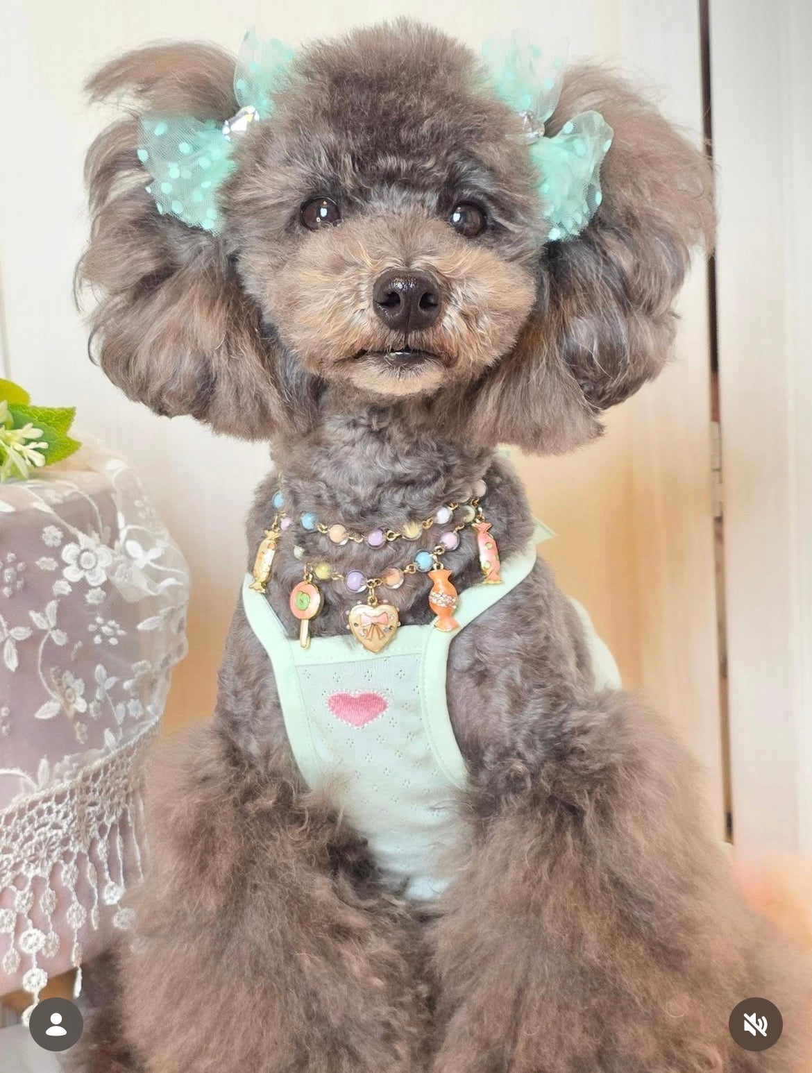 Mint Sorbet（ミントソルベ）犬用プラバレッタ CandyBowPet
