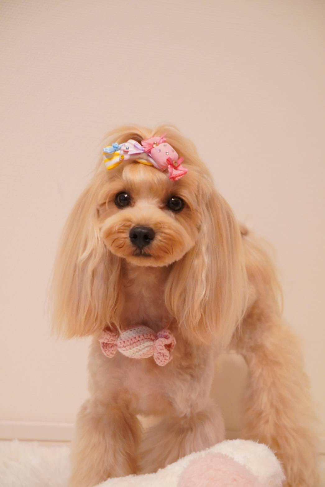 Candy Bonbon（キャンディボンボン）犬用プラバレッタ CandyBowPet