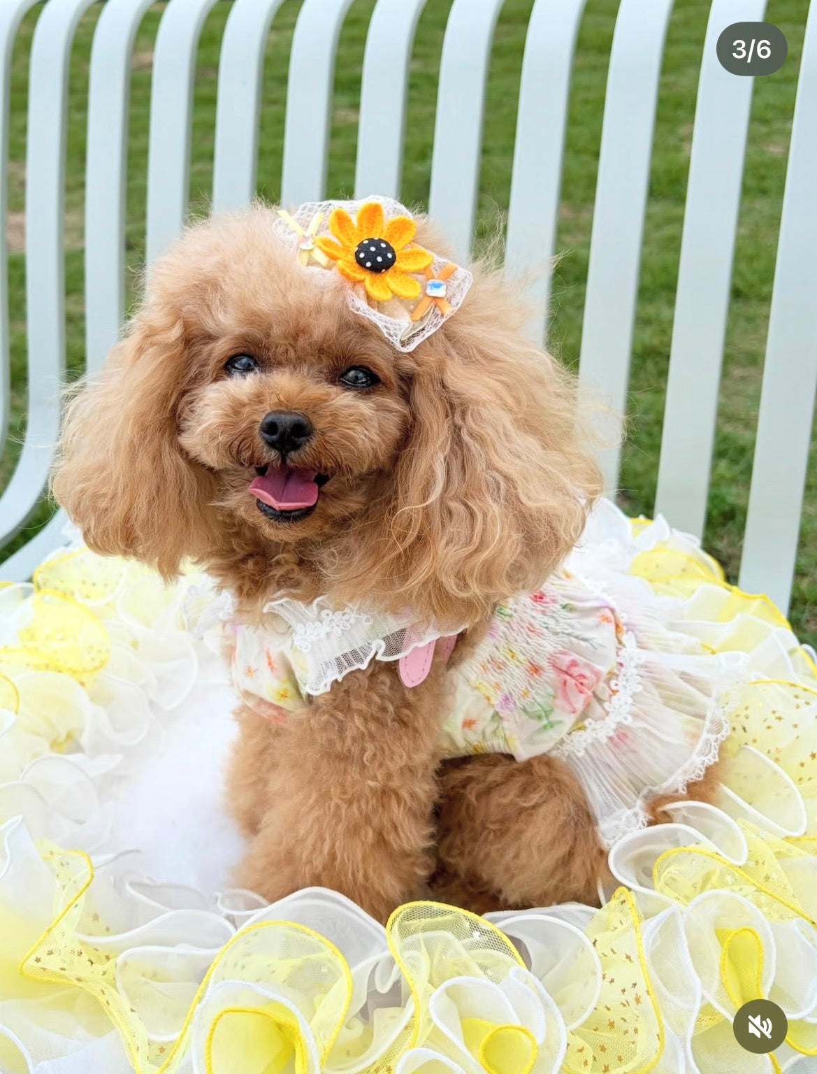 🌻 Sunny Bloom（サニーブルーム）プラバレッタ