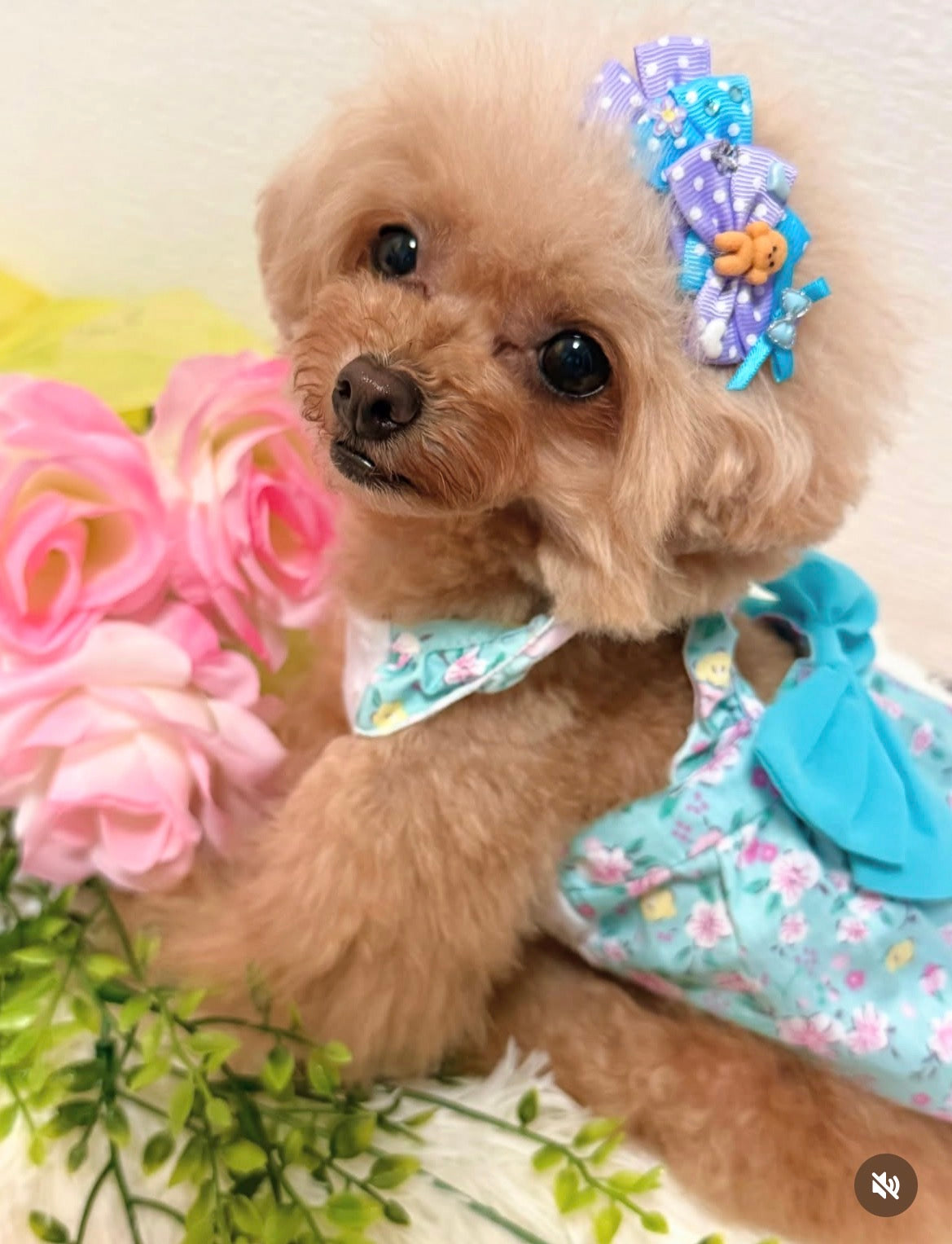 Candy Puppy（キャンディパピー）犬用プラバレッタ CandyBowPet
