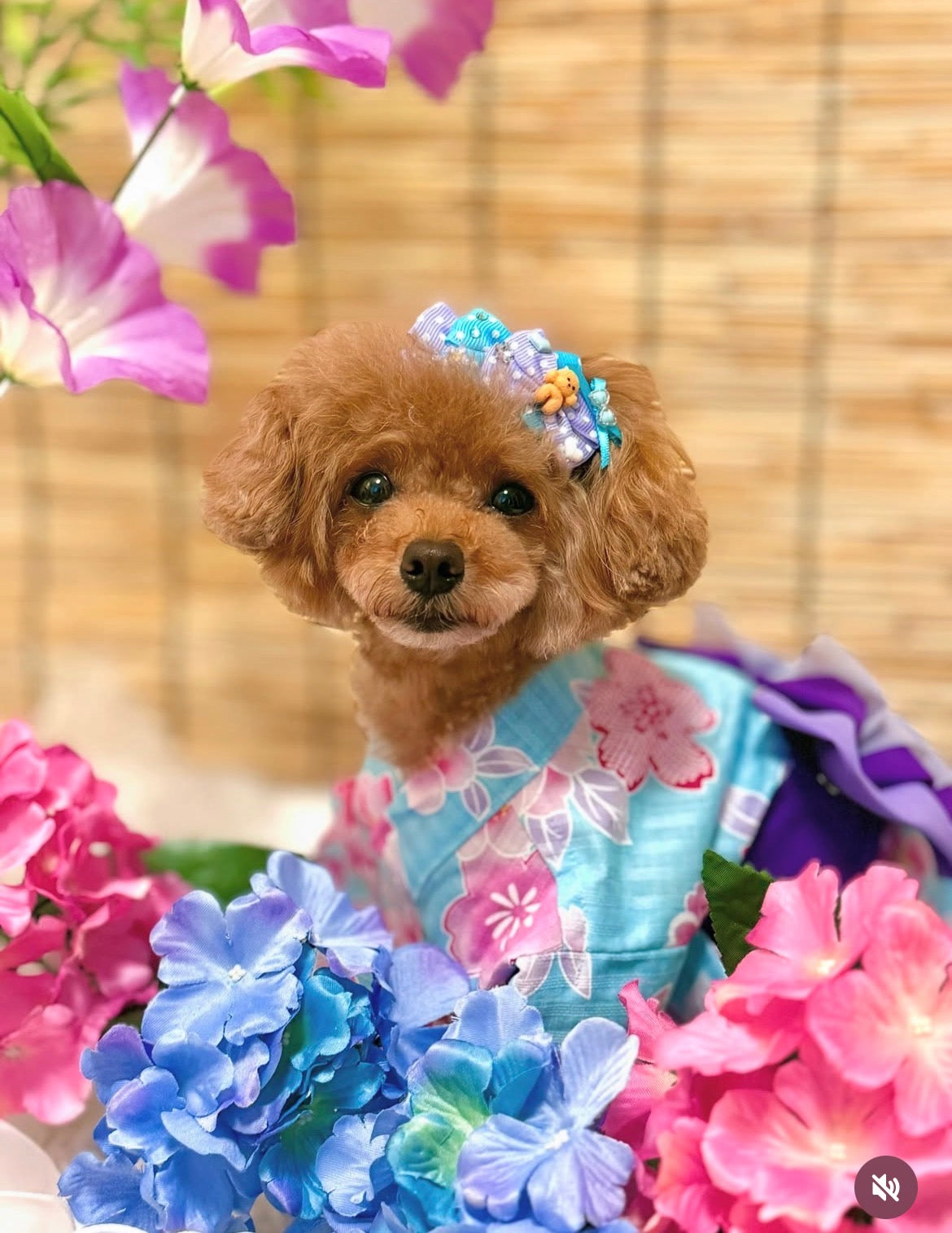 Candy Puppy（キャンディパピー）犬用プラバレッタ CandyBowPet