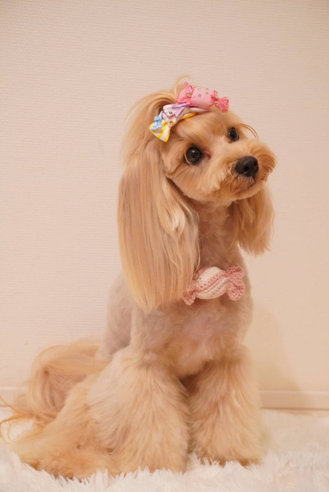 Candy Bonbon（キャンディボンボン）犬用プラバレッタ CandyBowPet