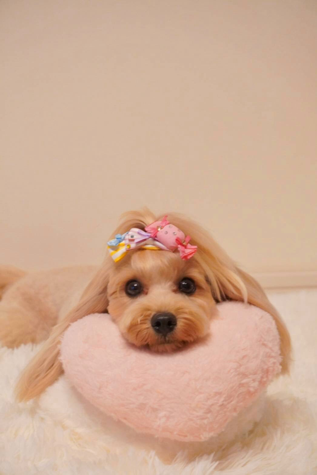 Candy Bonbon（キャンディボンボン）犬用プラバレッタ CandyBowPet