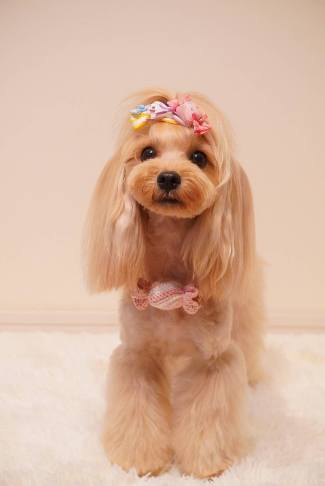 Candy Bonbon（キャンディボンボン）犬用プラバレッタ CandyBowPet