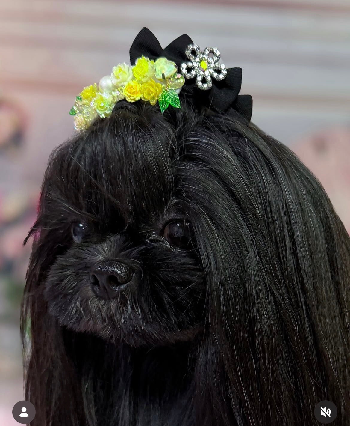 Rose Garden Collection（ローズガーデンコレクション）犬用プラバレッタ CandyBowPet